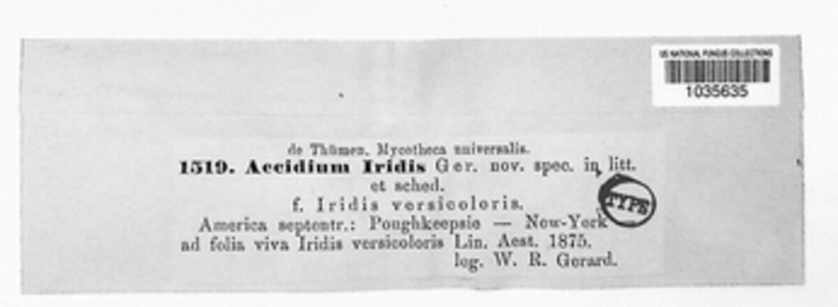Aecidium iridis image